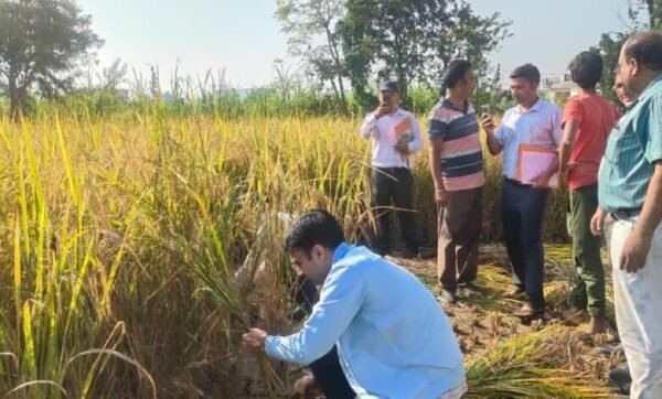 डीएम सविन बंसल दरांति उठाकर सुबह-सुबह खेत में पहुंचे, धान की काटी फसल काटी
